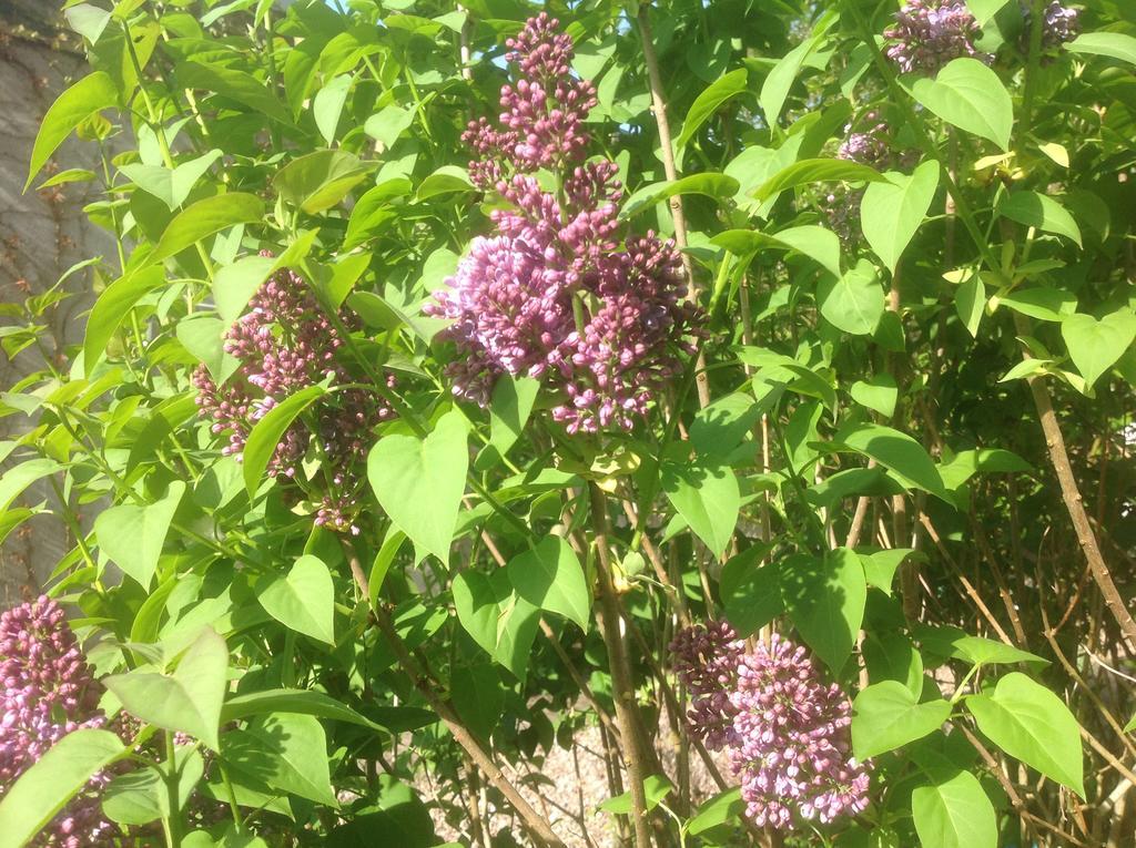 Au Fond Du Jardin Maison D'Hotes Saint-Saens Ngoại thất bức ảnh
